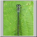 Coenagrion puella - Hufeisen-Azurjungfer w05.jpg